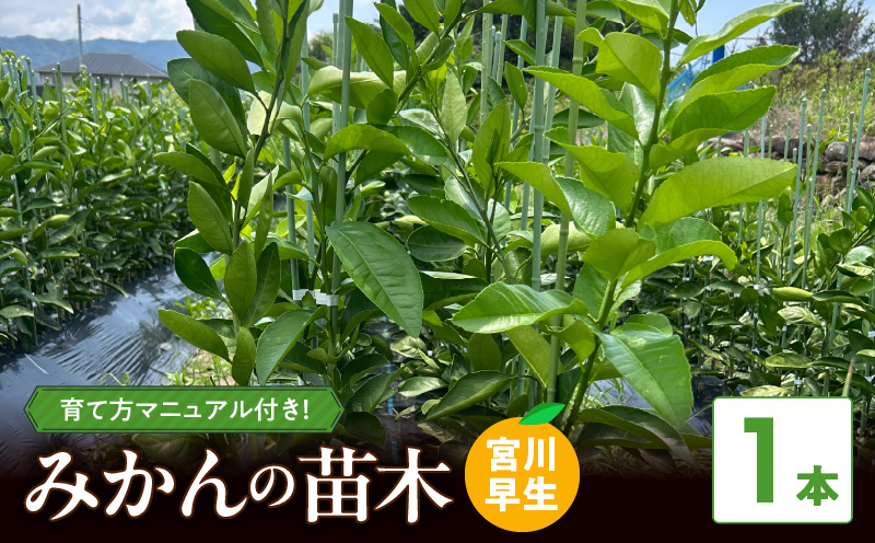 ZE6475_苗木 みかん 2年生【宮川早生】 1本セット