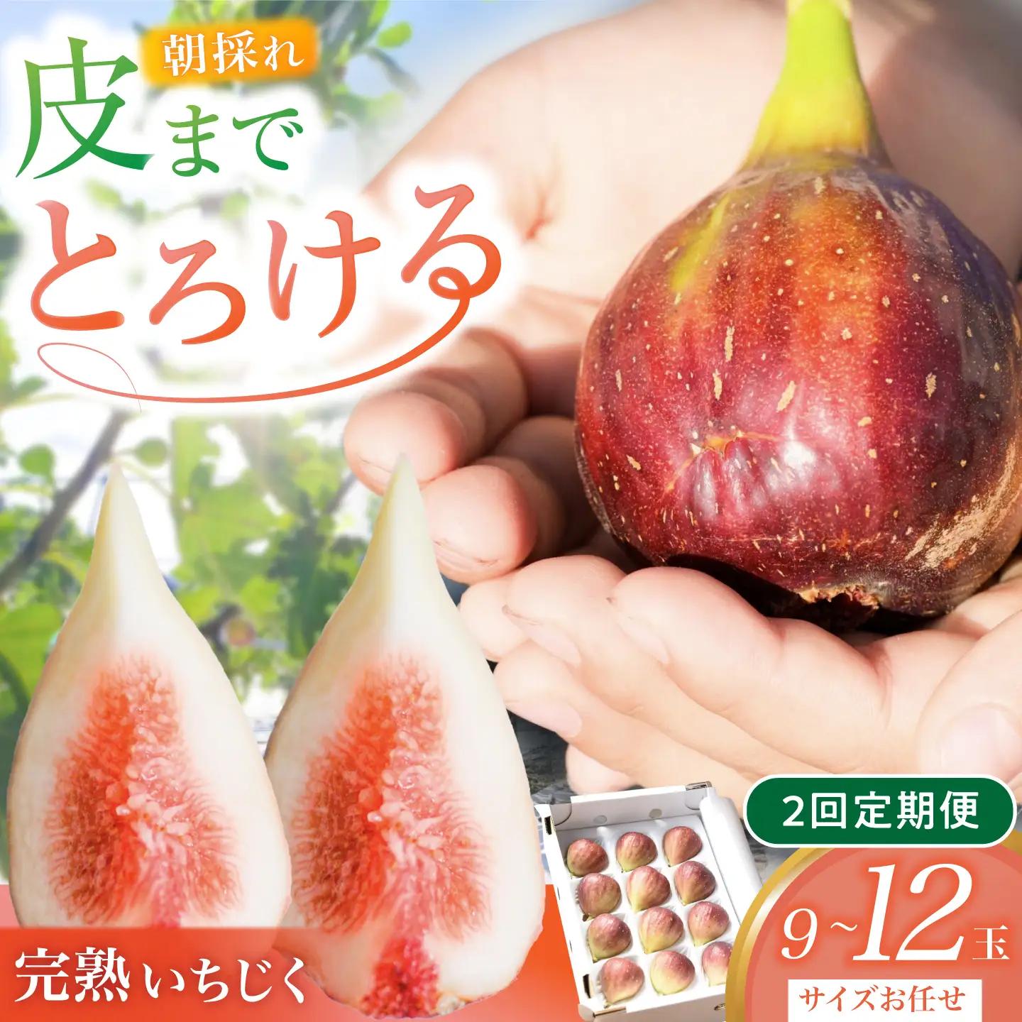 【先行予約】【2回定期便】 完熟いちじく9-12玉（サイズおまかせ） / いちじく イチジク フルーツ 果物 完熟 朝採れ 岐阜市 / tete. 【配送不可地域：北海道・沖縄・離島】[ANJZ002]