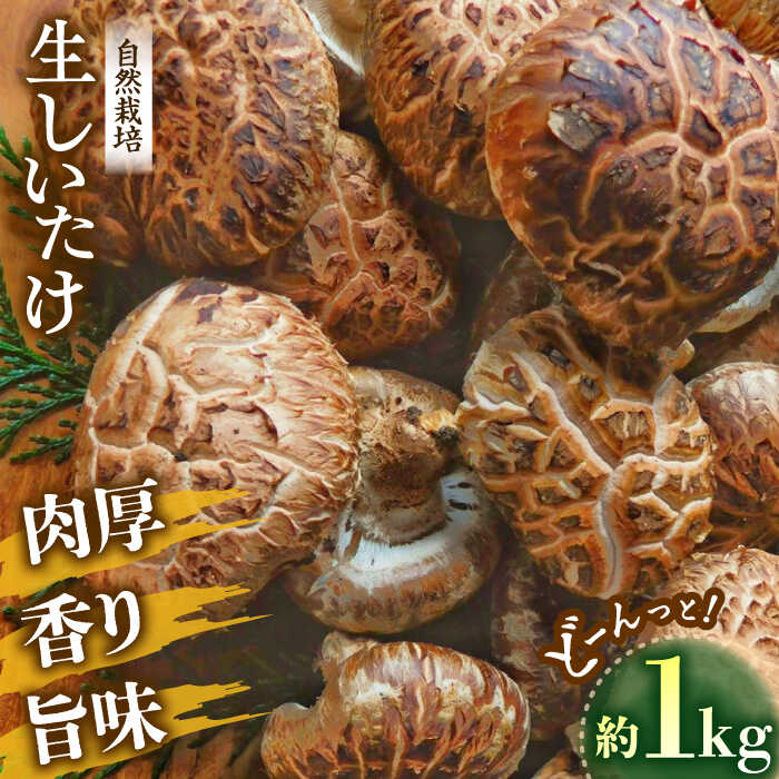 【ふるさと納税】【先行予約】【11月上旬から順次発送】 生椎茸 約1kg | 人気 おすすめ ランキング おいしい 原木 きのこ 椎茸 しいたけ 生しいたけ 野菜 大洲市/中野はじめ商店[AGBO001] 10000 10000円 以上