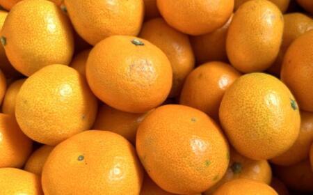 エコファーマーのこだわり 有田みかん 約5kg サイズ混合 秀・優品 ★2024年11月中旬頃より順次発送