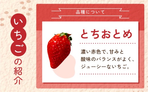 大粒！田口さんのいちご（とちおとめ）2パック（600g）贈答用｜完熟 食べ比べ 苺 イチゴ フルーツ 安心 土耕栽培※2027年1月上旬以降発送予定