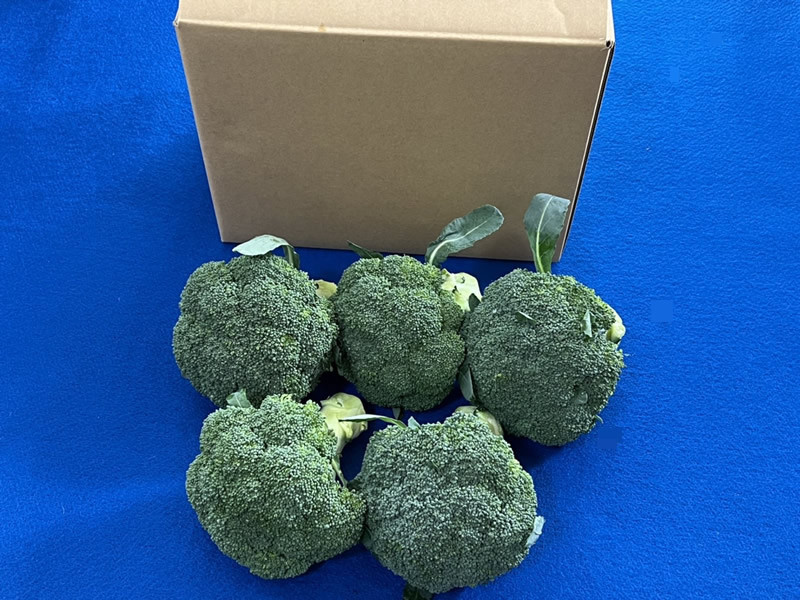 
                  倉吉市 朝どれブロッコリー（1.5kg）
                