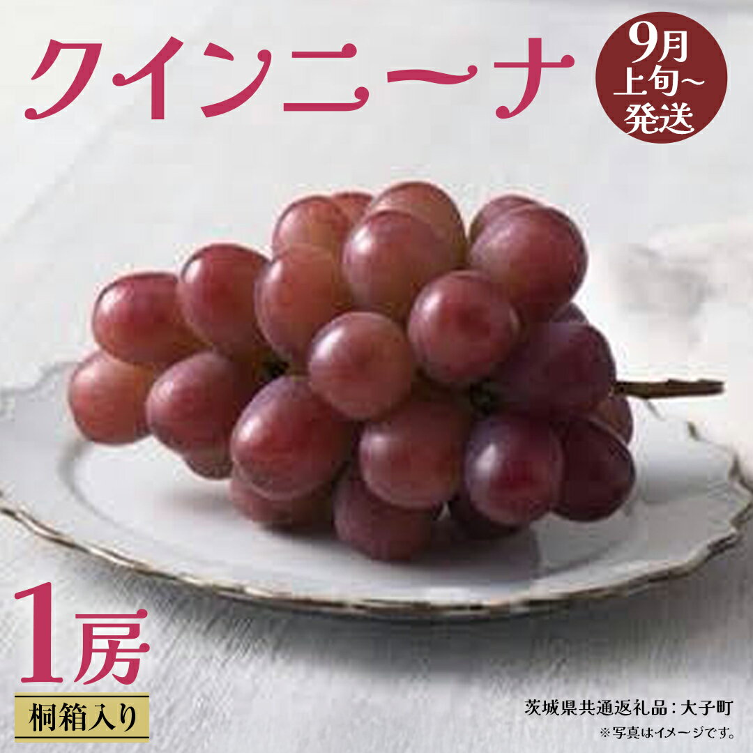 【ふるさと納税】【 桐箱入り 】 クインニーナ1房 【2026年9月上旬発送開始】(茨城県共通返礼品：大子町) ぶどう 葡萄 マスカット フルーツ 果物 贈答用 ギフト 贈り物