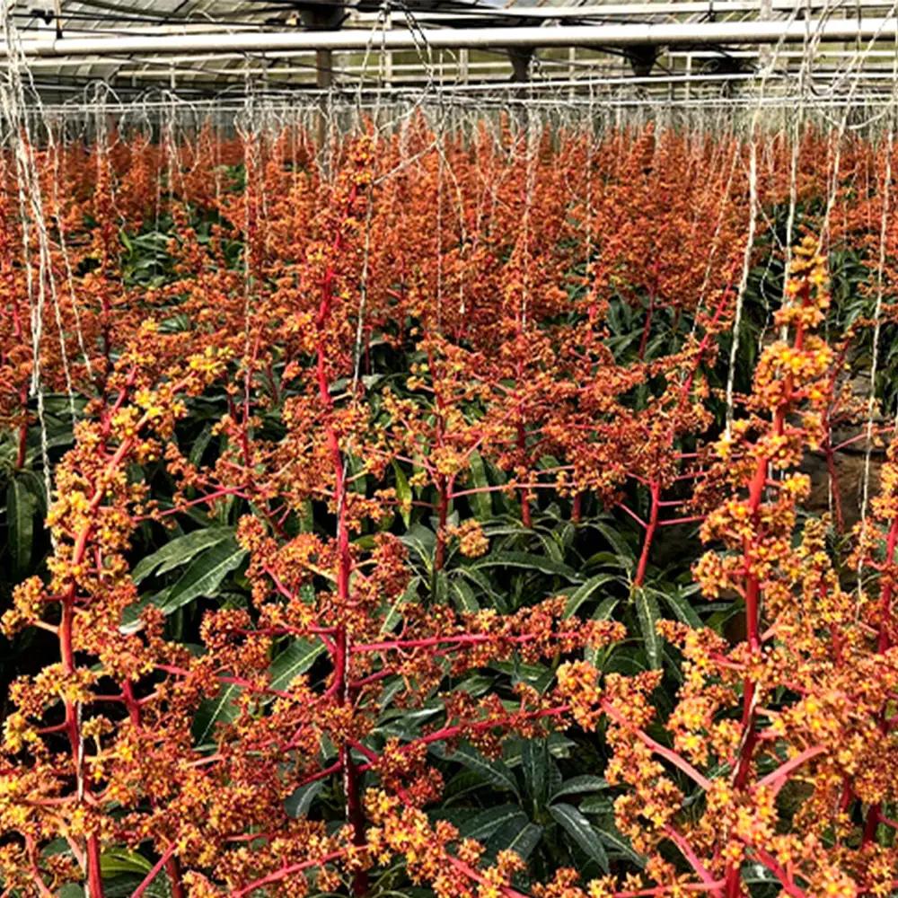 2026年発送【沖縄やんばる産】約2kg 良品アップルマンゴー（Ms mango farm） 南国 南国フルーツ 先行予約 期間限定 沖縄 甘味 糖度 フルーツ 果物 果実 プレゼント ギフト トロピ