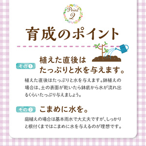 チーム田主丸『我が家の果樹園』シリーズ 【オリーブ】_オリーブ 苗木 高さ 約 50cm 鉢径 6号 チーム田主丸 我が家の果樹園 シリーズ 果樹園 初心者 育てやすい おしゃれ 人気 常緑樹 庭木 