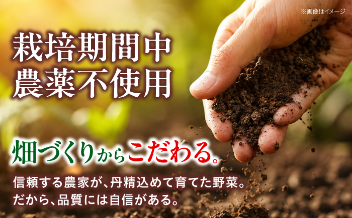 【シェフの目線】栽培期間中農薬不使用！大満足 旬のお野菜セット　愛媛県大洲市/有限会社ヒロファミリーフーズ[AGBX003]野菜 サラダ カレー 農業 トマト 料理  きゅうり 鍋 とうもろこし 果物