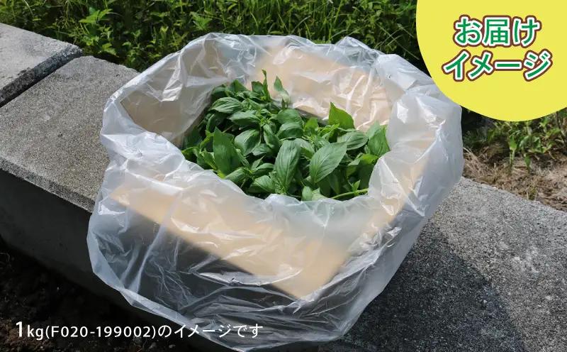 フレッシュ バジル 500g 本城ファーム ハーブ 生バジル ばじる はーぶ 香草 水耕栽培 野菜 やさい 美味しい 新鮮 イタリア料理 イタリアン パスタ ソース ジェノベーゼ マルゲリータ アレン