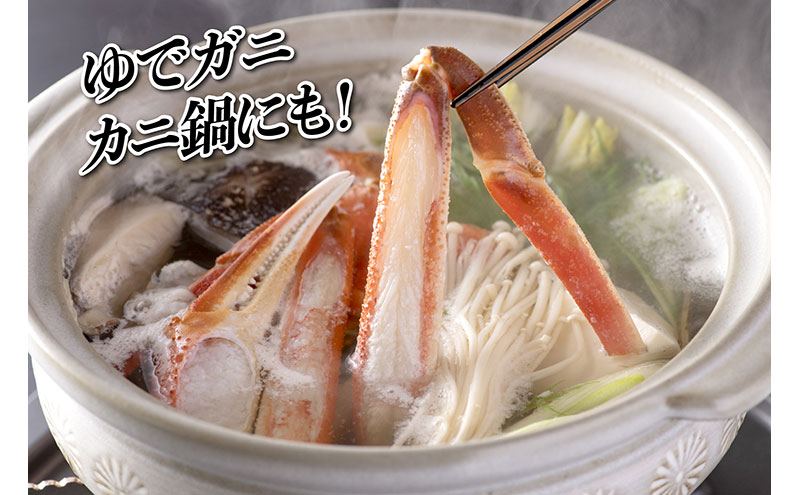 【1月出荷】かに 越前ガニ 400g～600g 1杯 【小サイズ】ボイル