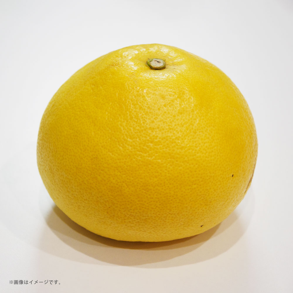 【ふるさと納税】 パール柑 約5kg（7個～10個） 柑橘 かんきつ フルーツ くだもの 果物 果実 デザート 熊本県産 国産 九州 熊本県 熊本市 送料無料 【2027年2月上旬～4月上旬発送予定】