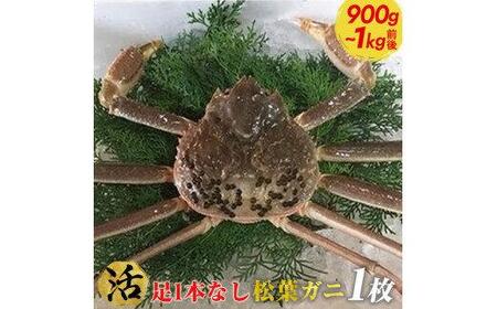 【活】足1本なし　訳あり　松葉ガニ　特大1枚（900g～1kg前後）| カニ 松葉ガニ タグ付き【着日指定不可】※2025年11月上旬～2026年3月下旬に順次発送予定