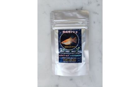 メダカ「松井ヒレ長 緑光」4匹セット 生き物生き物 HNNAD002