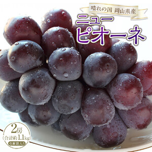 ぶどう 2026年 ニュー ピオーネ 2房（合計約1.1kg）化粧箱入り ブドウ 葡萄  岡山県産 国産 フルーツ 果物 ギフト
