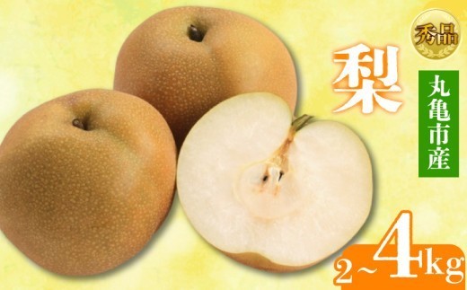 
                  【2026年8月上旬より順次発送】 【秀品】 梨  約2kg ～ 約4kg 丸亀産 ナシ 果物 フルーツ 果肉 果汁 季節 甘い デザート ゼリー ジュース ふるさと納税フルーツ 香川県 丸亀市
                