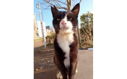 【返礼品なし】「むな猫（旧：てくてくさくらねこ）」　地域猫活動支援【むな猫】_HA1118