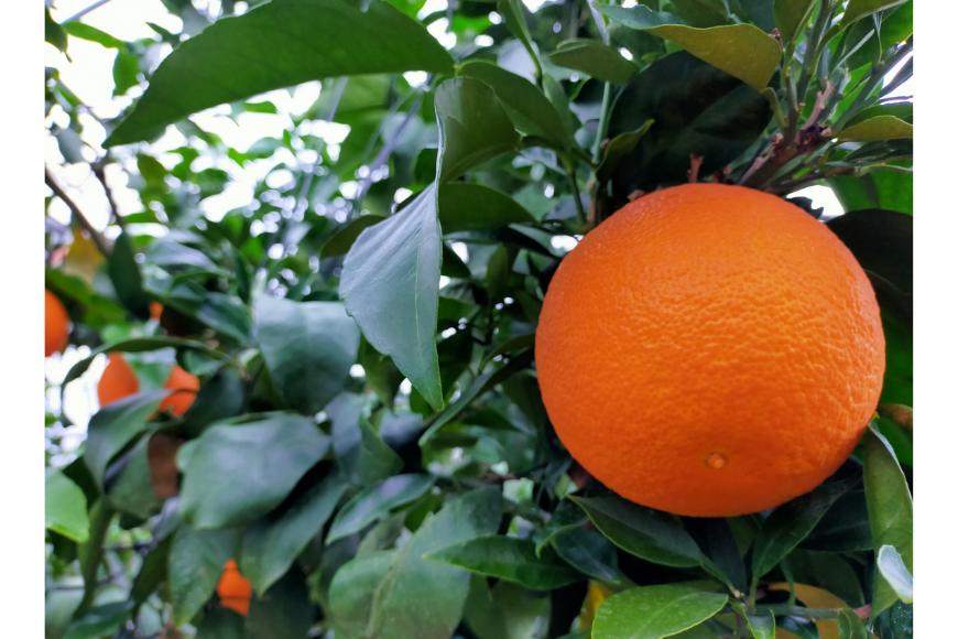 
            【先行予約】【数量限定】Saito Orange Farmの愛果28号（まどんな）3kg（2026年1月下旬頃より順次発送） 【 ふるさと納税 人気 おすすめ ランキング みかん ミカン 蜜柑 柑橘 愛果28号 フルーツ 果物 産地直送 Saito Orange Farm 愛媛県産 愛媛県 伊方町 送料無料 】 IKTAQ017
          