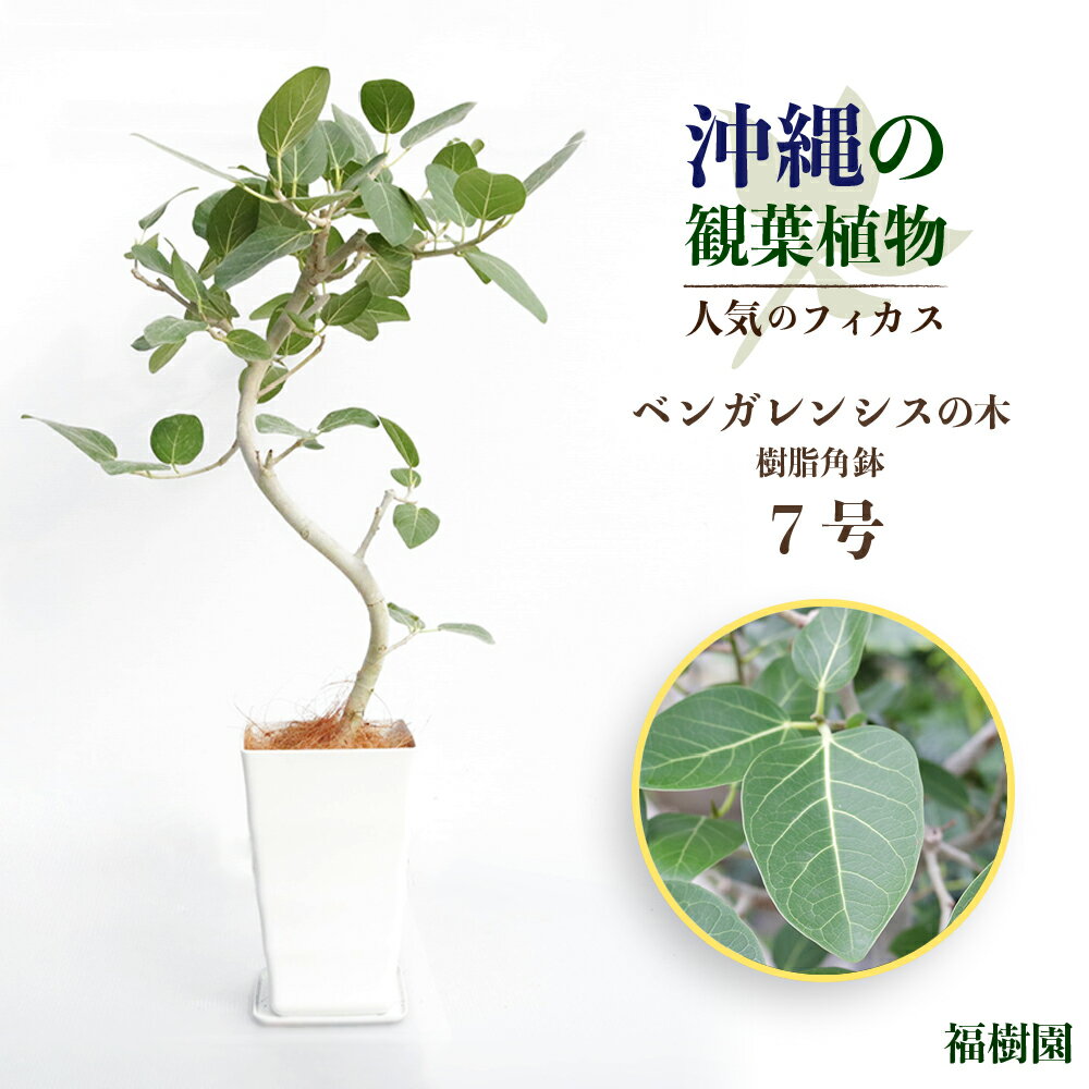 【ふるさと納税】沖縄の観葉植物 人気のフィカス ベンガレンシス7号 角鉢 観葉植物 インテリア 鉢セット 鉢付き 緑のある暮らし インテリアグリーン うるま市 AONOKI