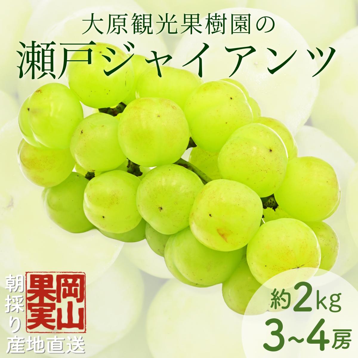 【ふるさと納税】【2025年先行予約】［大原観光果樹園］瀬戸ジャイアンツ 3～4房（約2kg） | 厳選 希少品種 ふるさと納税 葡萄 ぶどう ブドウ フルーツ 果物 皮ごと 美味しい 高糖度 岡山 送料無料