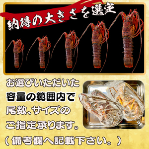 【 伊勢海老 】 天然伊勢海老 750g ～ 850g