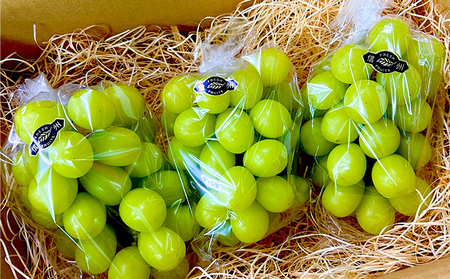 【2025年長野県長野市産】冷蔵シャインマスカット　1.3kg以上