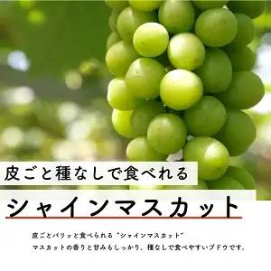 【先行予約・2026年9月】数量限定 食べ比べ！ シャインマスカットとクインニーナのセット 合計約1.5kg 産地直送 農家直送 甘い 大きい 種なし ぶどう 果物