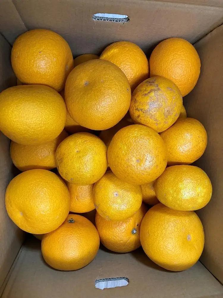 真心こめた木成り八朔 約5kg 家庭用 【2027年2月中旬頃より発送】【Ｍ～3Ｌサイズおまかせ・混合】