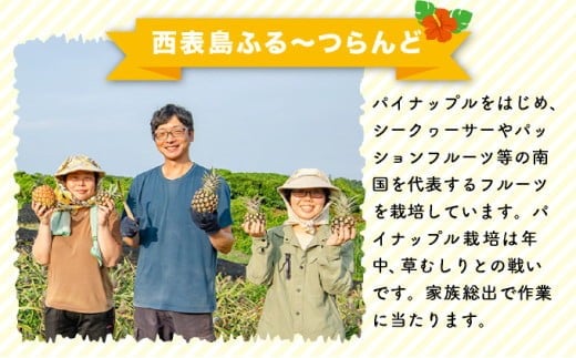 2026年 先行予約 島パイン (ハワイ種) 約2.5kg（2～3玉） パイナップルの王道 西表島産 パイン 果物 フルーツ