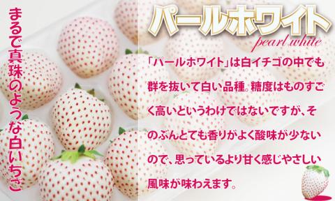 【先行予約（１月から順次出荷】 白いちご パールホワイト （2パック）　佐賀県産　希少な白苺 ホワイトイチゴ 水田苺園　送料無料 農家直送品 果物 くだもの フルーツ 人気 ランキング  高評価 苺 