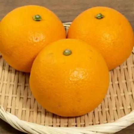 【希少品種】和歌山県産紅八朔約5kg(サイズ混合)(日高町)【1485803】
