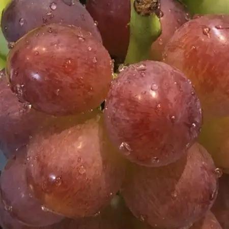 【2026年度発送分】早起き農家の直送便　上出来マスカットビオレ1房【配送不可地域：離島・北海道・沖縄県】【1519569】