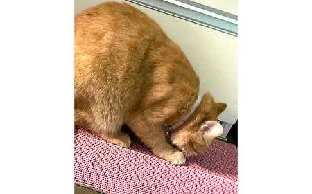 No.454 カラフルな猫の爪とぎ　2個入り ／ ねこ ネコ つめとぎ ピンク 可愛い 丈夫 長持ち 紙製 環境にやさしい エコ ペット ペット用品 グッズ 猫グッズ 猫用品 大阪府