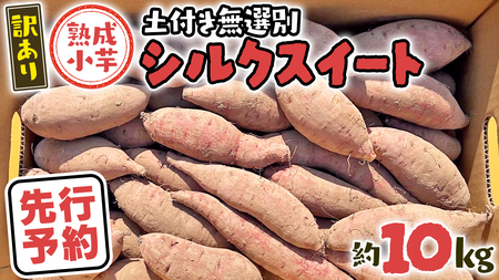 訳あり 熟成 小芋 シルクスイート さつまいも さつまいも さつまいも さつまいも さつまいも さつまいも