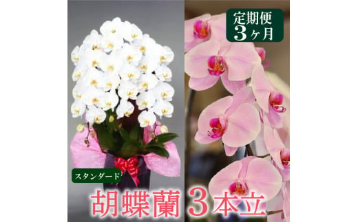 花 ギフト 人気 【定期便3ヶ月】胡蝶蘭 3本立て 白 スタンダード お祝い プレゼント 贈り物 贈答 須崎洋蘭園 SY4000