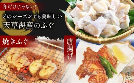 ふぐ 【ミシュラン2つ星店 採用】 とらふぐ ふぐ てっさ てっちり 2人前 刺身 フグ ひれ酒用 焼きひれ 冷凍ふぐ 国産ふぐ 熊本県産ふぐ 【数量限定】1日25セット限定！ 国産ふぐ 天草とらふぐ