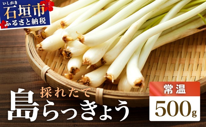 ≪2026年2月下旬～5月下旬発送≫採れたて島らっきょう 500g 【 沖縄県 石垣市 野菜 らっきょう 島らっきょう おつまみ 採れたて 料理 漬物 天ぷら おかぴ農園 産地直送 】OK-004