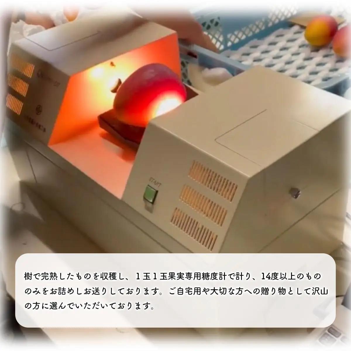 アップルマンゴー 約2kg 