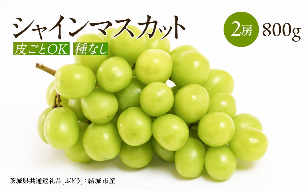 【2026年9月より発送開始】シャインマスカット 800g 2房 （茨城県共通返礼品 [ぶどう]：結城市産）田舎の頑固おやじが厳選！ マスカット 種なし  ギフト 高糖度 大粒 ぶどう 甘い 美味しい フルーツ [BI291-NT]