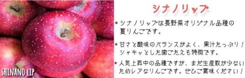 りんご シナノリップ 秀 ～ 特秀 5kg 渡辺農園 沖縄県配送不可 2024年8月中旬頃～2024年8月下旬頃まで順次発送予定 令和6年度収穫分 エコファーマー 減農薬 長野県 飯綱町 [1019]