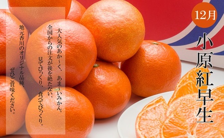冬のいいとこどり定期便【全3回】 果物 フルーツ デザート 食後 冬のフルーツ 冬の果物 小原紅早生 さぬき姫 いちご せとか デコポン 冬の味覚