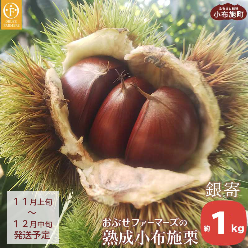 【ふるさと納税】 熟成小布施栗「銀寄」 約1kg ［おぶせファーマーズ］ 生栗 くり 果物 フルーツ クール便 冷蔵便 長野県産 信州産 先行予約 数量限定 令和7年産 【2025年11月上旬〜12月中旬発送】