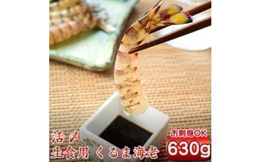 種子島 車えび ミニ　( 生食用 冷凍 化粧箱入り ) 210g ×3パック　NFN364【500pt】