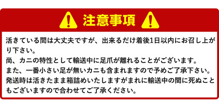 ＜先行予約受付中！11月中旬～3月下旬発送予定＞＜期間限定＞活松葉ガニ 特々大 1.2kg以上 国産 境港 かに カニ 松葉ガニ 松葉蟹 浜茹で 海鮮 蟹味噌 かに味噌 鍋 ギフト お歳暮 贈答 冷蔵