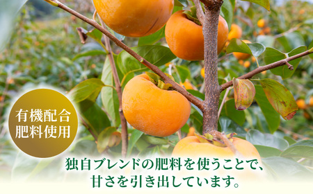 【先行予約】有機配合肥料使用 富有柿 16玉から20玉 2026年11月上旬から11月下旬 出荷予定【春光園】 柿 かき 甘柿 甘い 果物 フルーツ
