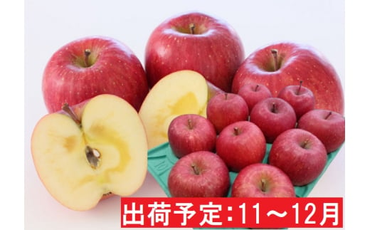 りんご 【 11月 ～ 12月発送 】  贈答規格 蜜入り EM サンふじ 約 3kg  糖度 13度以上 【 弘前市産 青森りんご 】 リンゴ 果物 青森 弘前 ふじ 贈答