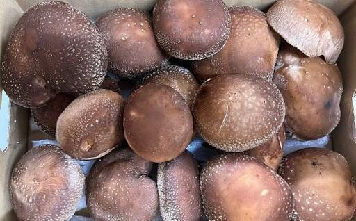 原木生しいたけ約700g 和歌山有田産  ★先行予約★ 2024年11月より順次発送