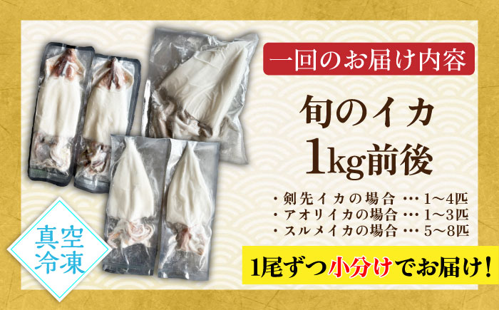 【全6回定期便】旬のイカ刺身1kg前後《壱岐市》【馬渡水産】イカ いか 烏賊 剣先 アオリ あおり スルメ するめ 刺身 刺し身 お刺身 海鮮 魚貝 冷凍配送 産地直送 [JAQ032]