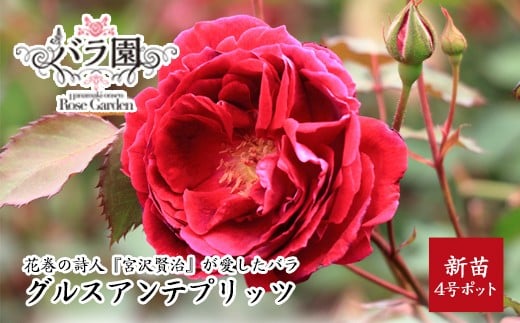 宮沢賢治が愛したバラ「グルスアンテプリッツ」新苗　<2026年6月より随時発送>　【2329】