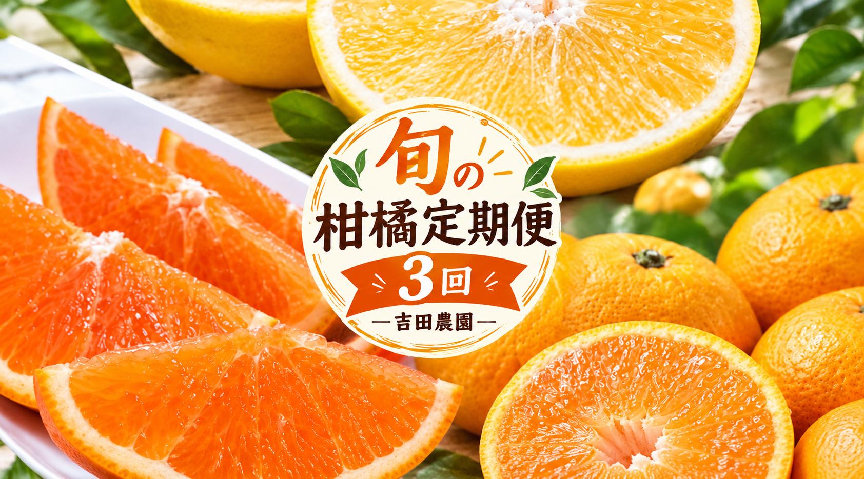 
                  【先行予約】旬の柑橘定期便3回 せとか3kg 贈答用河内晩柑5kg 愛媛みかん10kg（温州みかん）  吉田農園  サイズミックス  人気 ブランド プレミアム 柑橘 果物 フルーツ 期間限定 産地直送 国産 農家直送 わけあり 特産品 お取り寄せ mikan 蜜柑 ミカン オレンジ  ビタミン 甘い おいしい  不揃い 吉田農園 愛南町 愛媛県
                