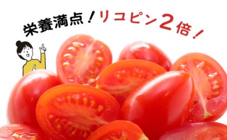 【完熟 ミニトマト】アイコトマト 約 1kg [SCB039] / とまと ぎふと ミニとまと プレゼント 野菜 ギフト やさい ギフト 野菜 レシピ やさい レシピ トマトジュース とまとジュース