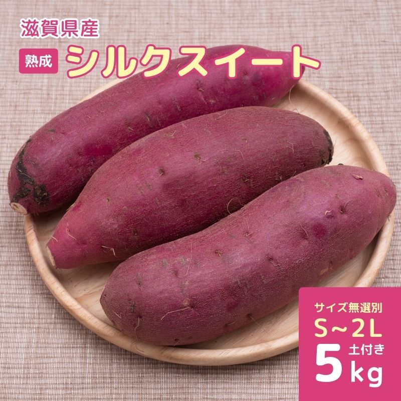 【ふるさと納税】熟成 シルクスイート（生芋）S～2Lサイズ 5kg さつまいも　お届け：2025年12月26日～2026年5月8日まで