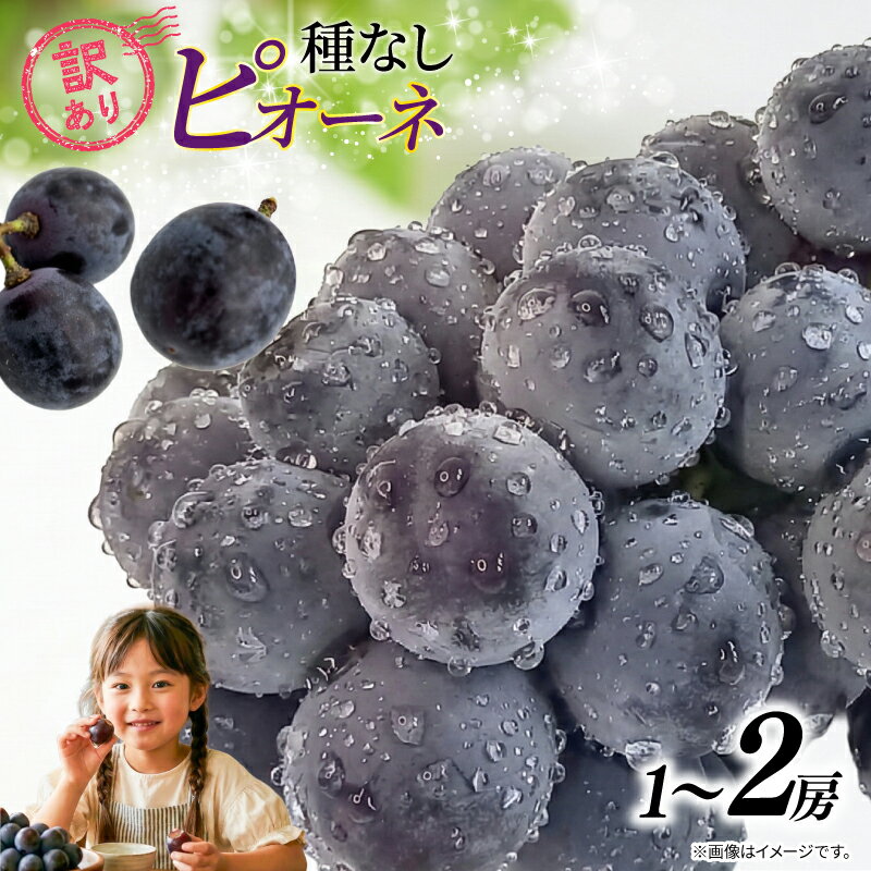 【ふるさと納税】 訳あり ピオーネ 種なし 【選べる容量】 1房 ~ 2房 450g ~ 900g 2026 年発送分 数量限定 先行予約 マスカット 巨峰 葡萄 農家直送 有機栽培 果物 果実 旬 新鮮 フルーツ お取り寄せ グルメ 送料無料 千葉県 銚子市 加瀬農園 【8月中旬頃に順次発送予定】